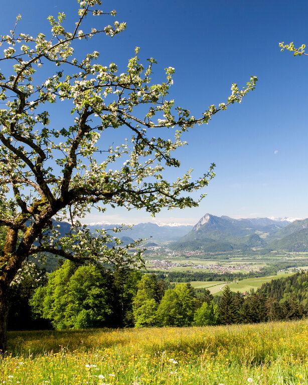Ein blühender Baum sowie eine sommerliche blühende Wiese mit Blick auf das Alpenvorland im HIntergrund