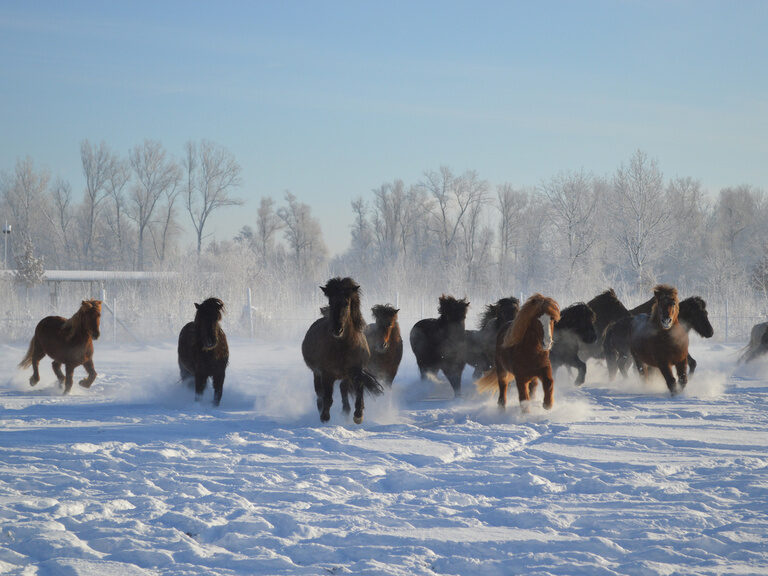 Pferde-Herde läuft durch verschneite Landschaft in rosenheim