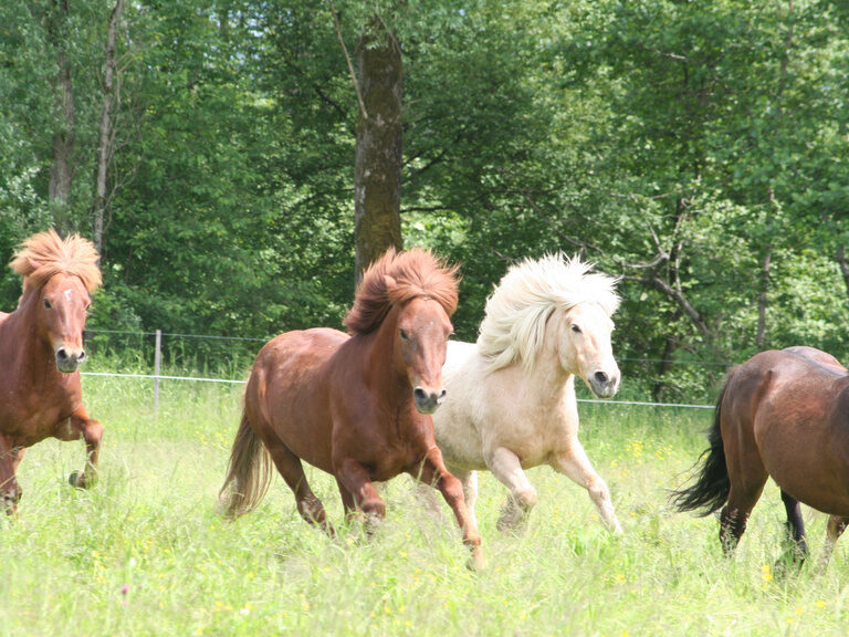 Anmutige Pferdeherde galoppiert durch idyllische grüne Wiesen in der natürlichen Umgebung von Rosenheim