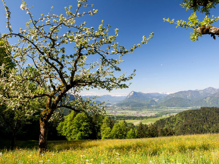 Ein blühender Baum sowie eine sommerliche blühende Wiese mit Blick auf das Alpenvorland im HIntergrund