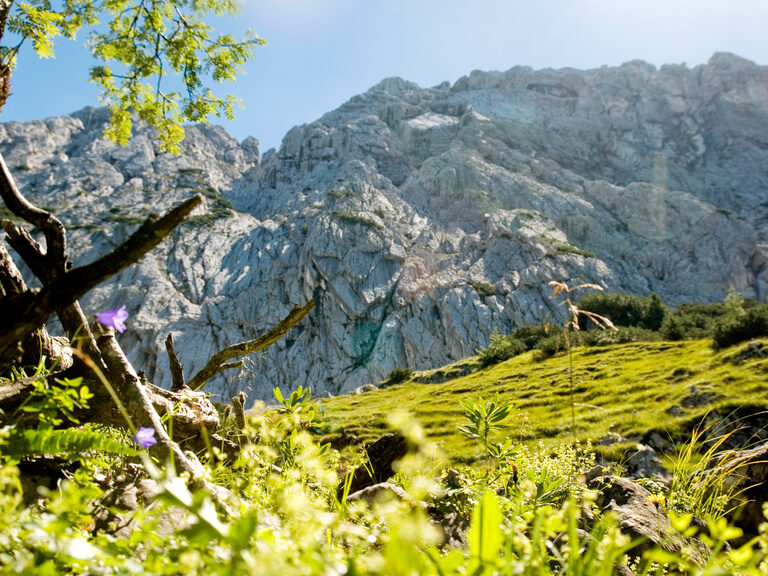 Naturaufnahme Sommer in Rosenheim nahe des Hotel & Landgasthof Happinger Hof in Rosenheim Naturaufnahme Sommer, Baum mit Blick auf Gebirge in Rosenheim nahe dem Chiemsee